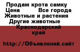 Продам крота самку › Цена ­ 200 - Все города Животные и растения » Другие животные   . Краснодарский край